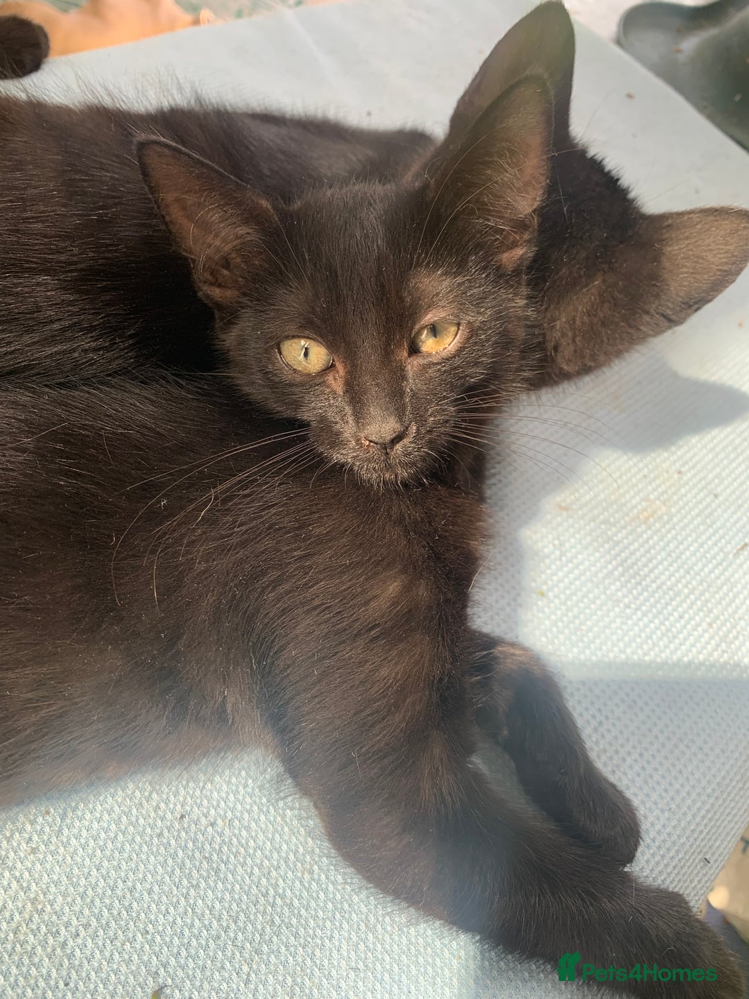 Mixed Breed cats for sale: 4 beautiful black kittens - Image 7