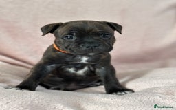 Staffordshire Bull Terrier dogs for sale: 🩷🩷🩷🩵Beautiful blue brindle Staffy pups🩷🩷🩷🩵 - Image 4