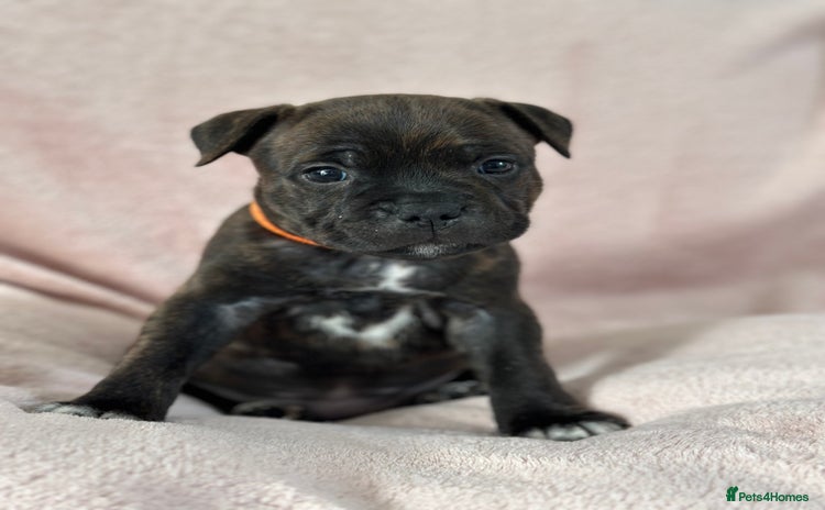 Staffordshire Bull Terrier dogs - Advert 6