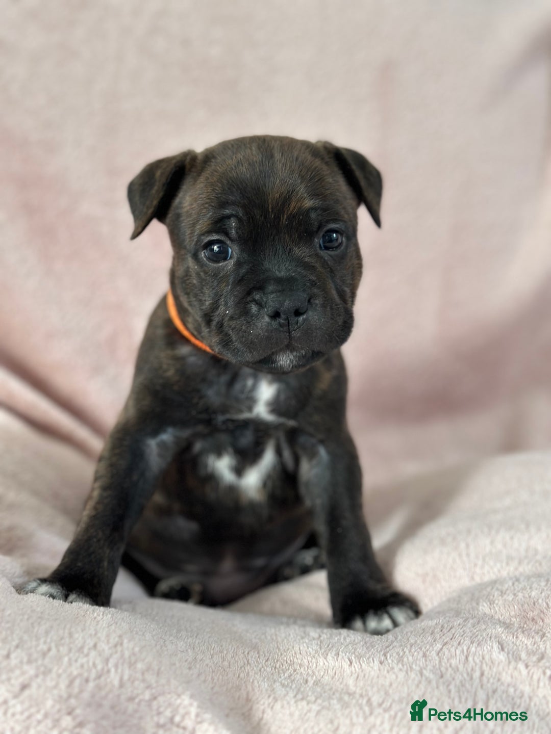 Staffordshire Bull Terrier dogs for sale: 🩷🩷🩷🩵Beautiful blue brindle Staffy pups🩷🩷🩷🩵 - Image 4