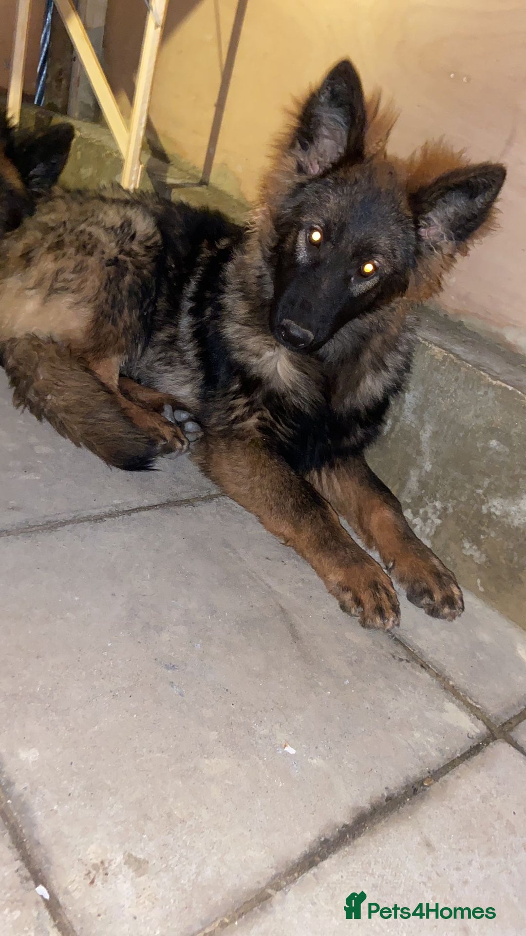 German Shepherd dogs for sale: German Shepherd puppy Kc registered champion lines - Advert 4