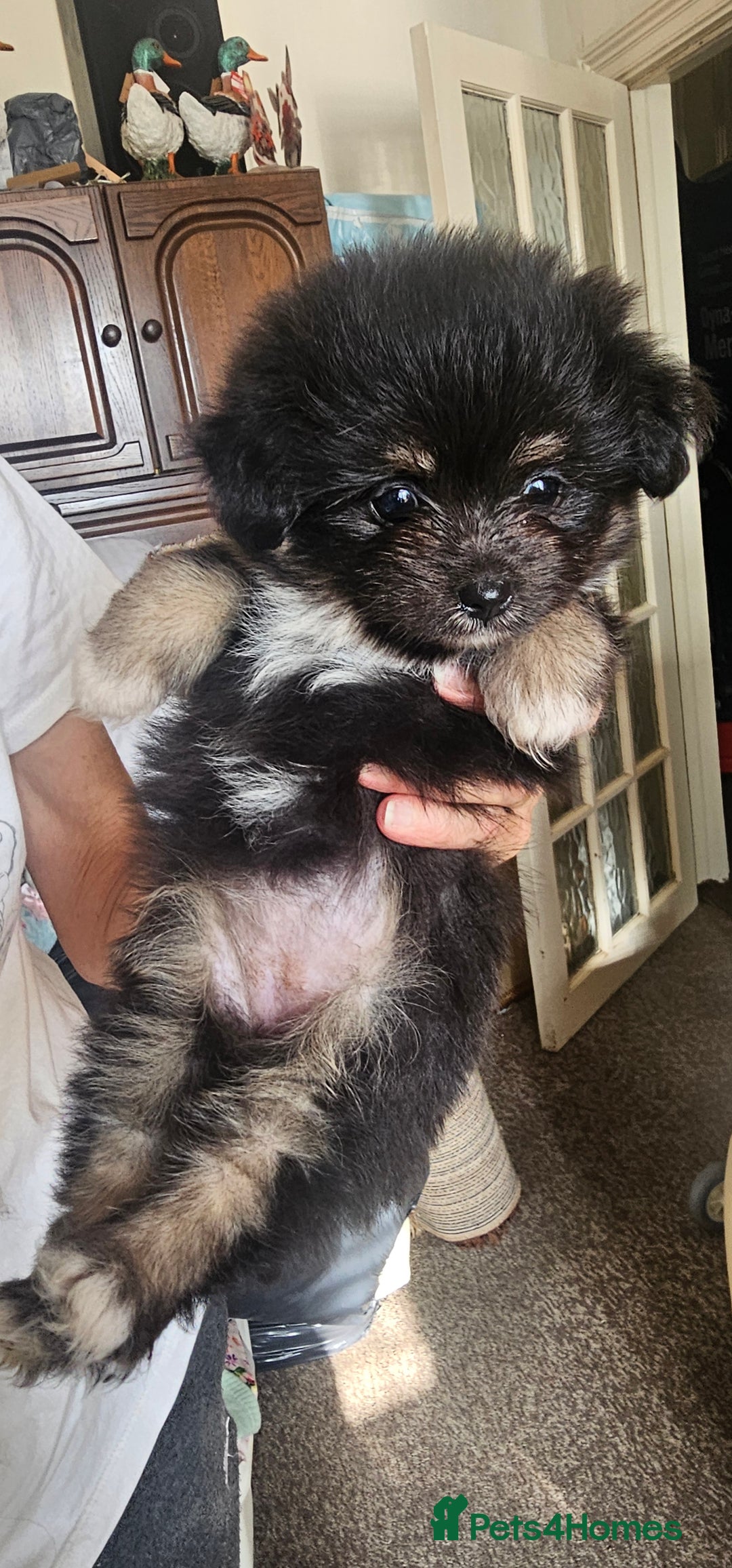 Mixed Breed dogs for sale: Mother blue Russian pomeranian, dad pure maltese  - Image 4
