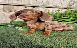 Dachshund dogs for stud: * STUD* Gorgeous daple dachshund  - Image 3