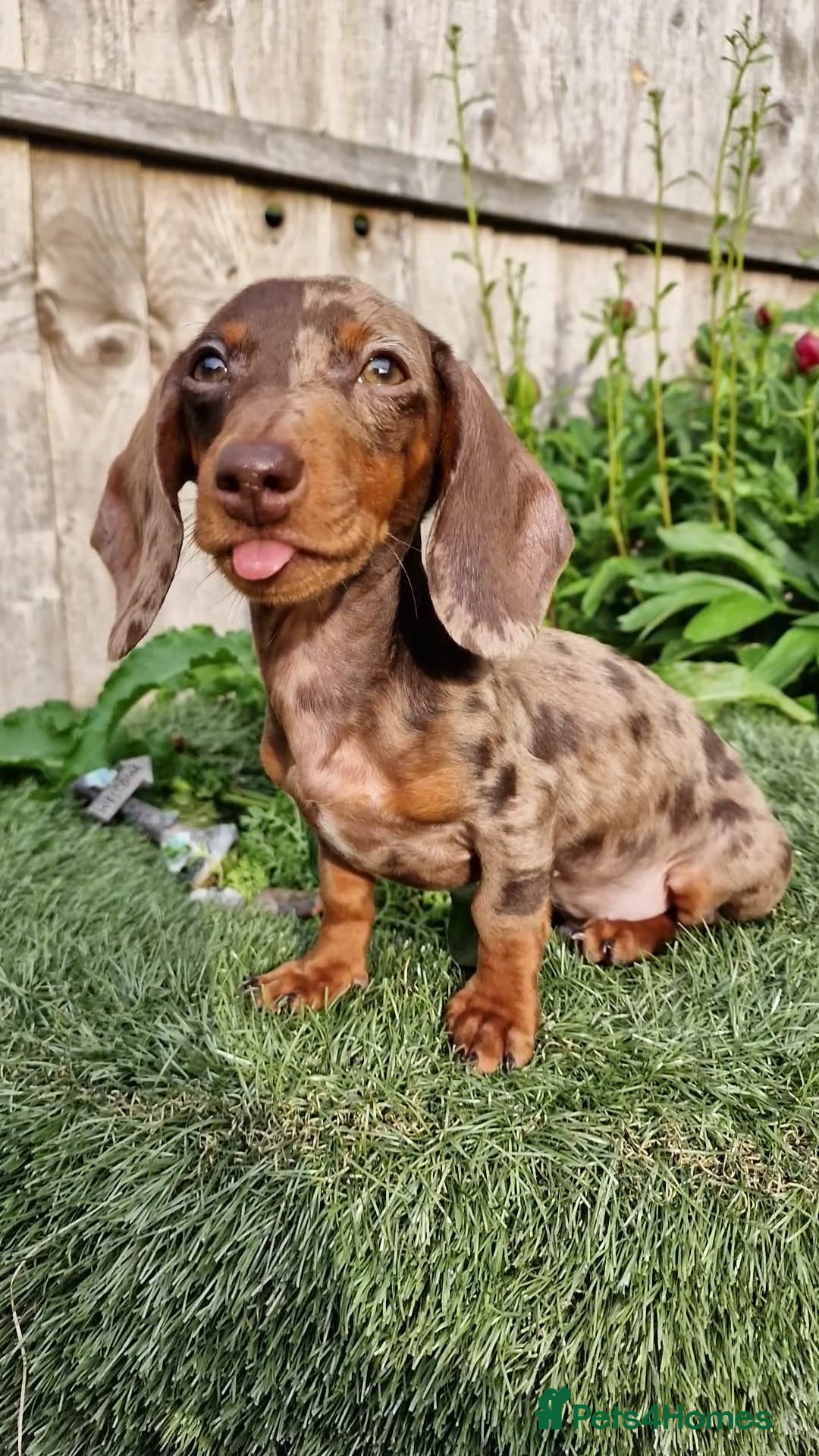 Dachshund dogs for stud: * STUD* Gorgeous daple dachshund  - Image 3