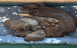 Chihuahua dogs for sale: KC Reg Chocolate and Tan Long-Coat Chihuahua Puppy - Image 5