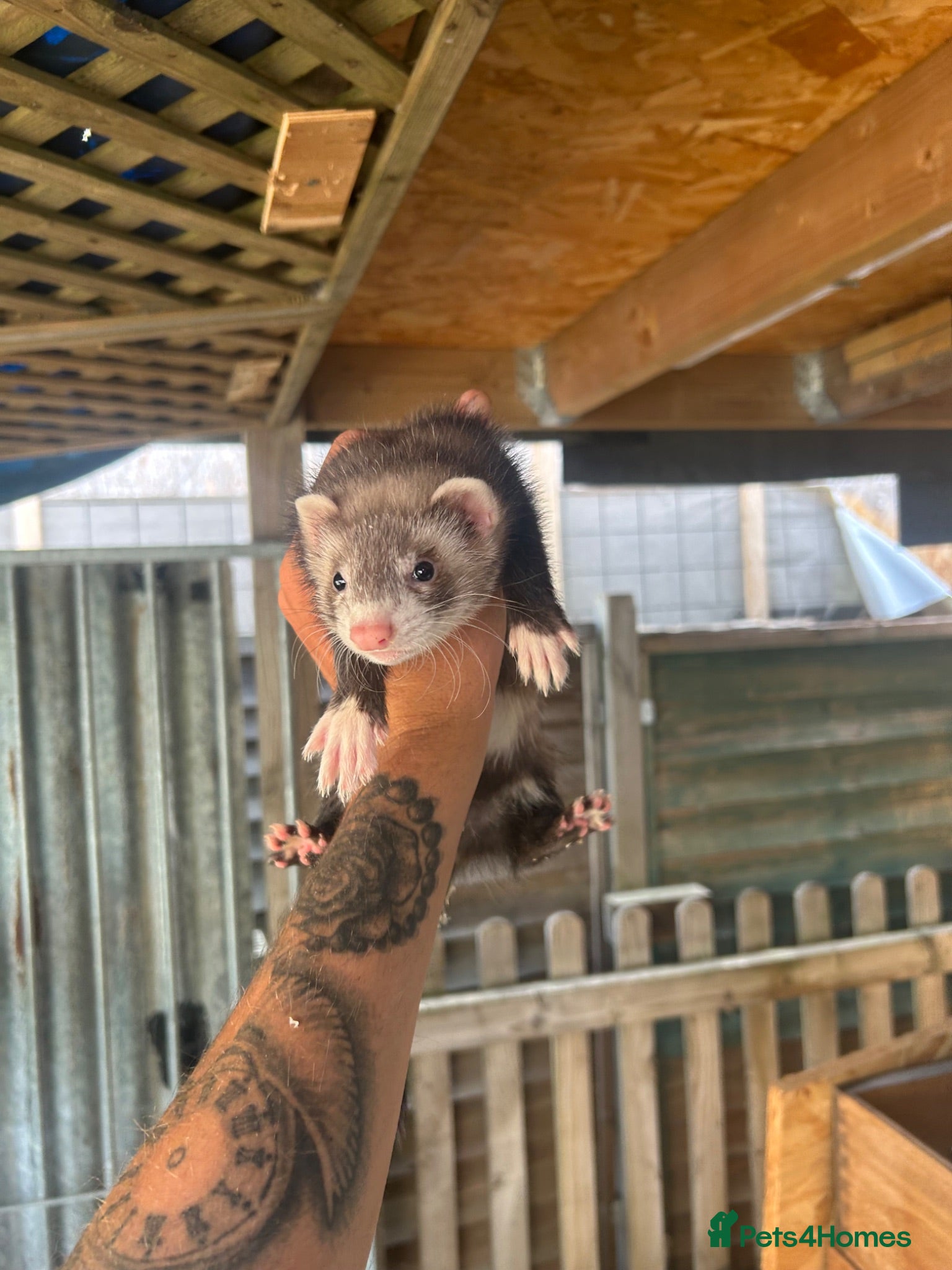 Ferret rodents 3 polecat hobs for sale  - Advert 2