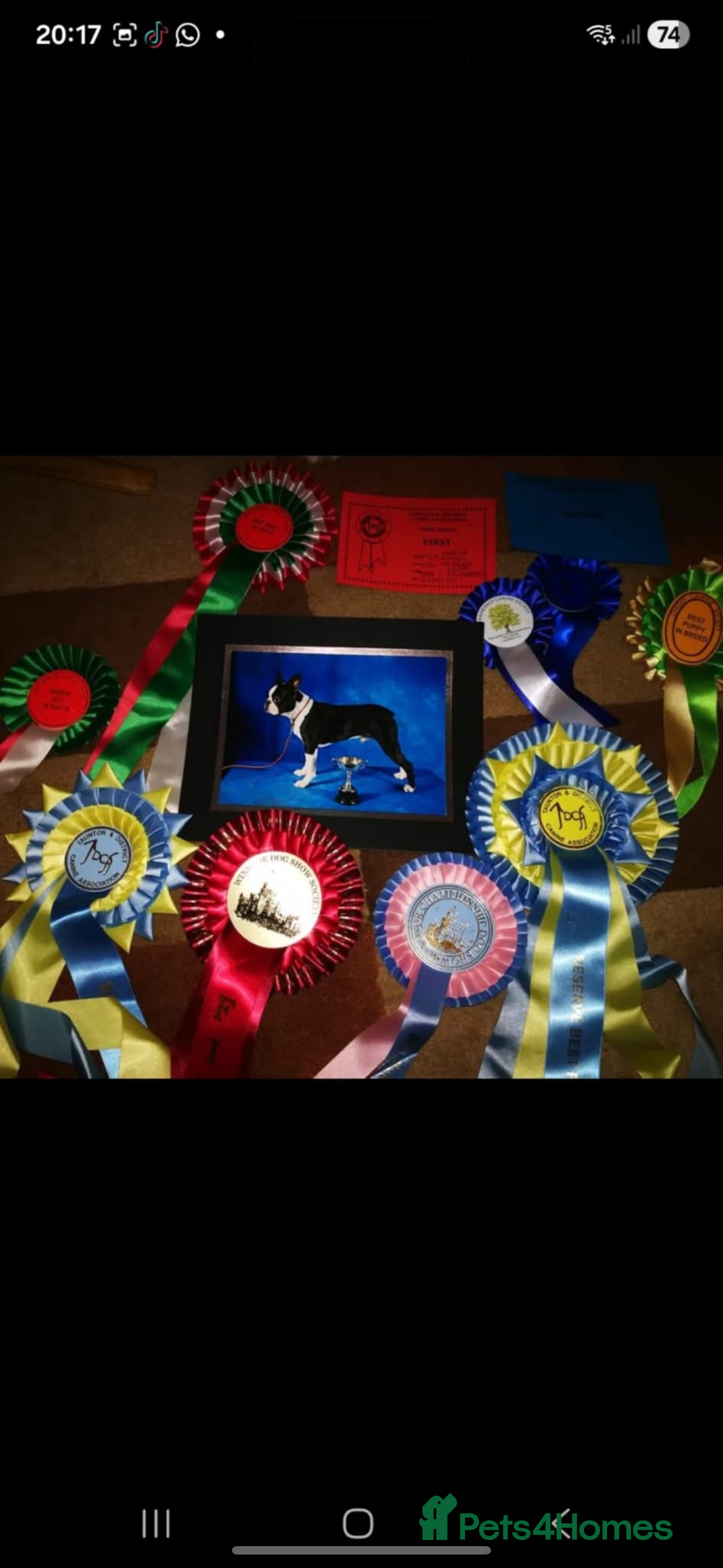 Boston Terrier dogs Boston Terrier Puppies  - Advert 2