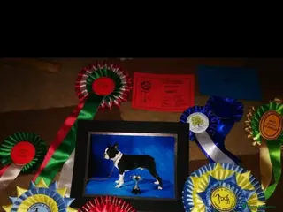 Boston Terrier dogs Boston Terrier Puppies - Advert 2