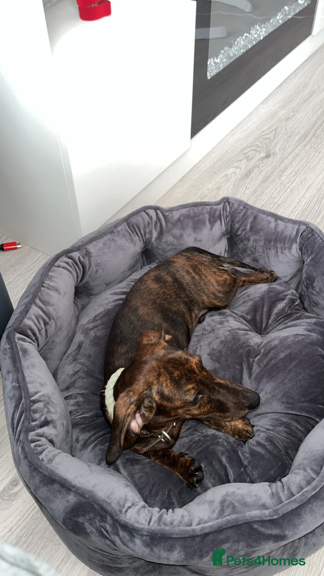 Dachshund dogs for sale: miniature bridle boy dachshund 6months old  in Redditch - Advert 2