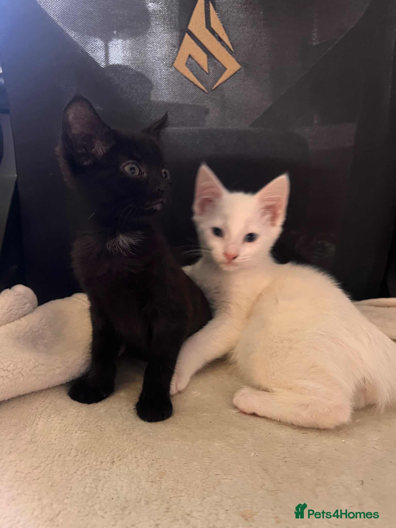 Mixed Breed cats Rescued mum cat & 2 kittens need homes  - Advert 1