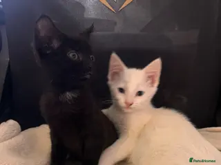 Mixed Breed cats Rescued mum cat & 2 kittens need homes - Advert 1