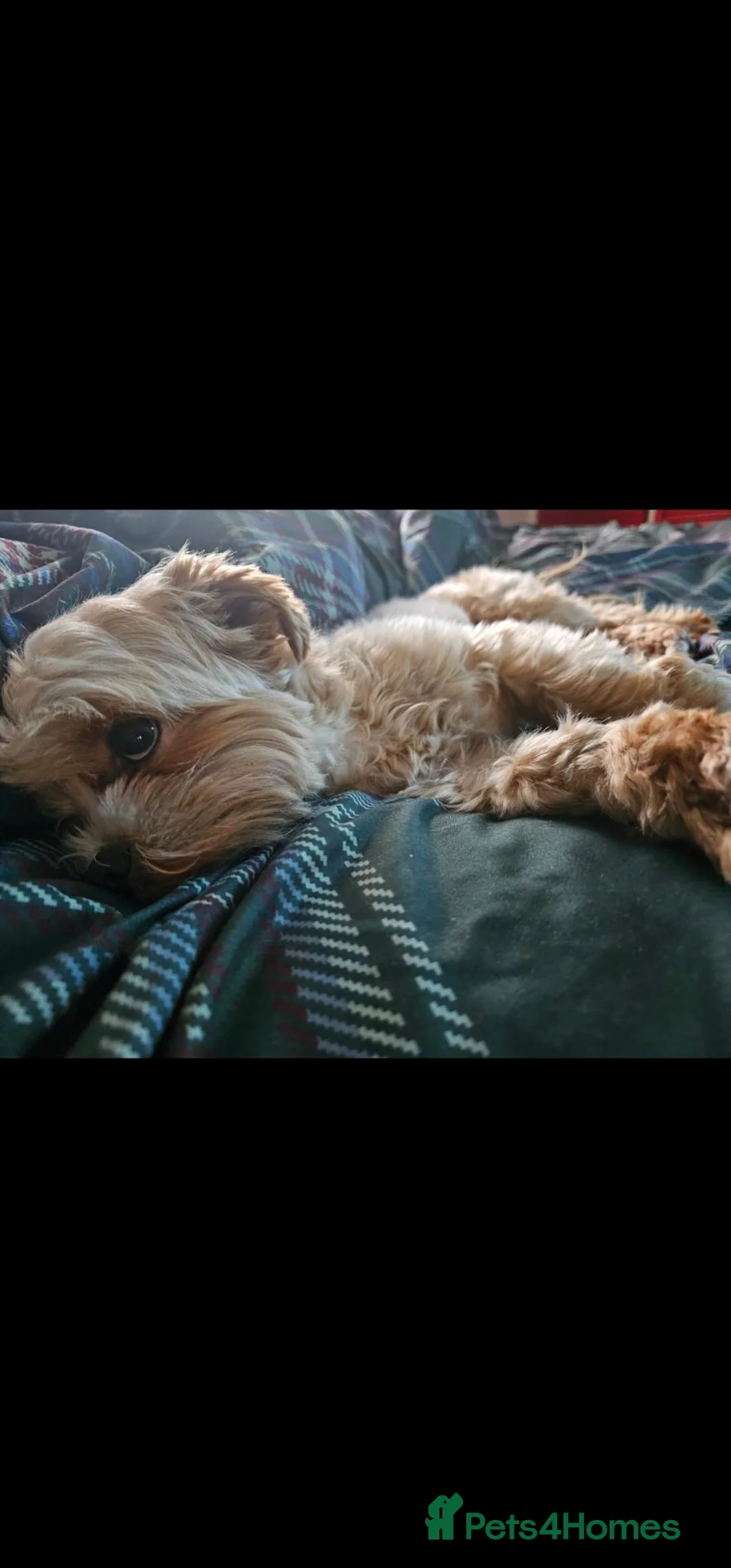 Maltese dogs for sale: LOVING FOREVER HOME WANTED – DOG & KITTEN  - Advert 1