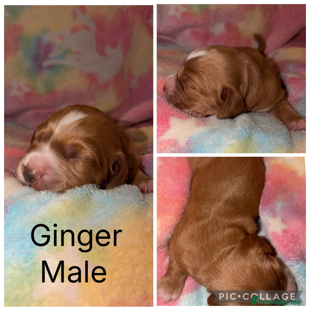 Cocker Spaniel dogs for sale: Cocker Spaniel Pups  - Advert 2