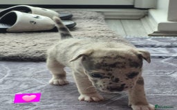 Jack Russell dogs for sale: Jack russell puppy's  - Image 12