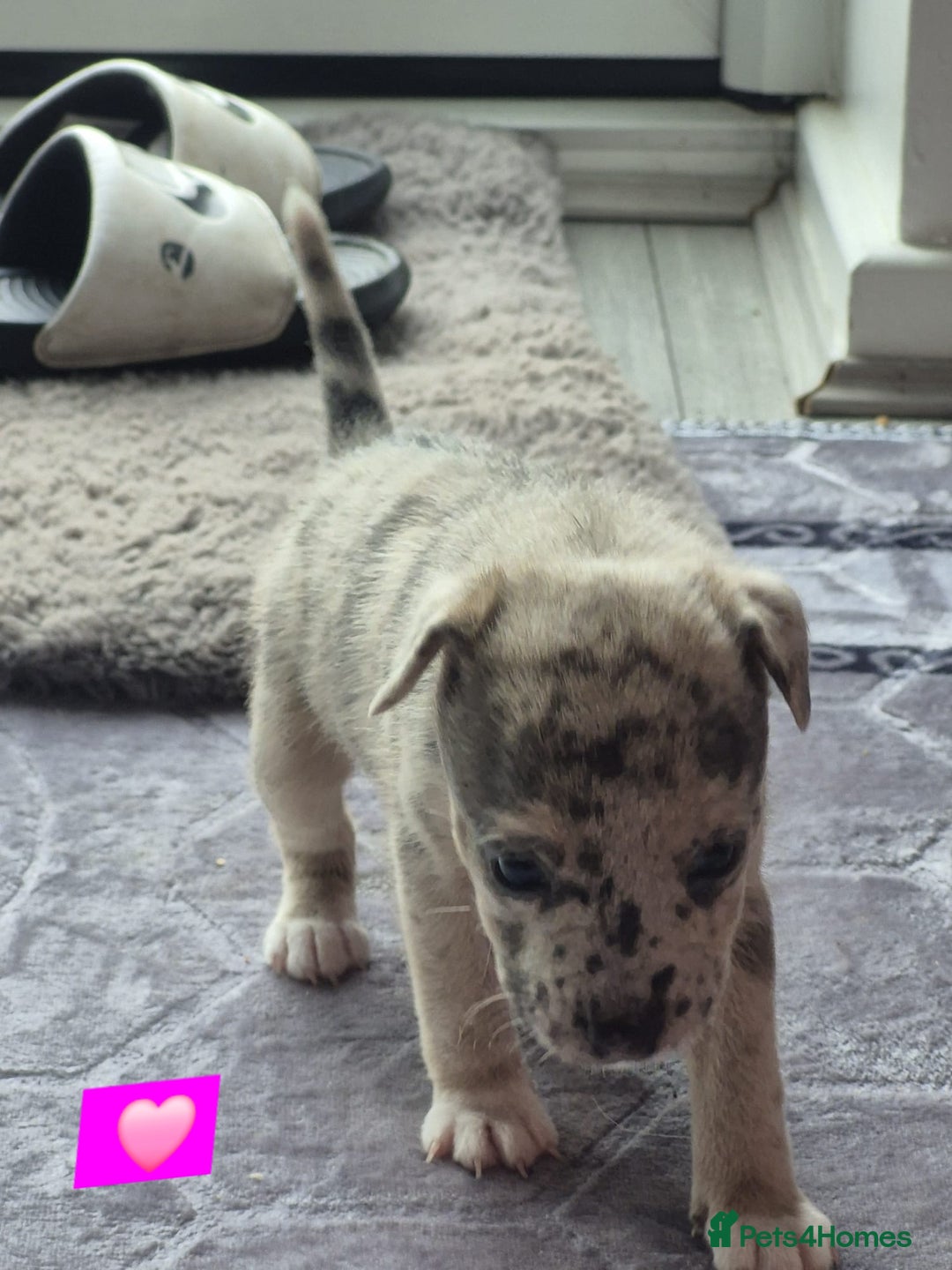 Jack Russell dogs for sale: Jack russell puppy's  - Image 12