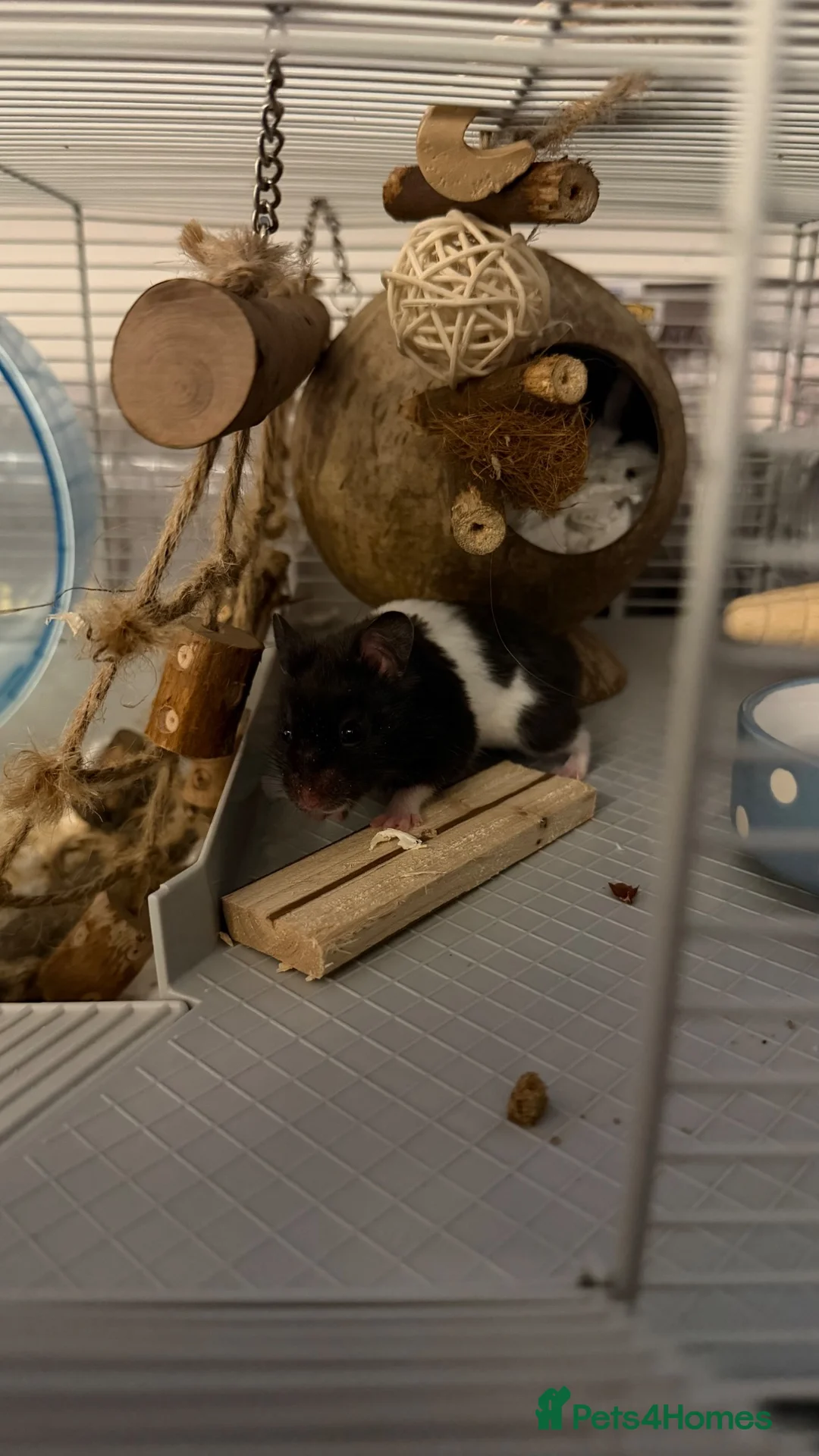 Hamster rodents for sale: Syrian hamster  in Richmond - Advert 3