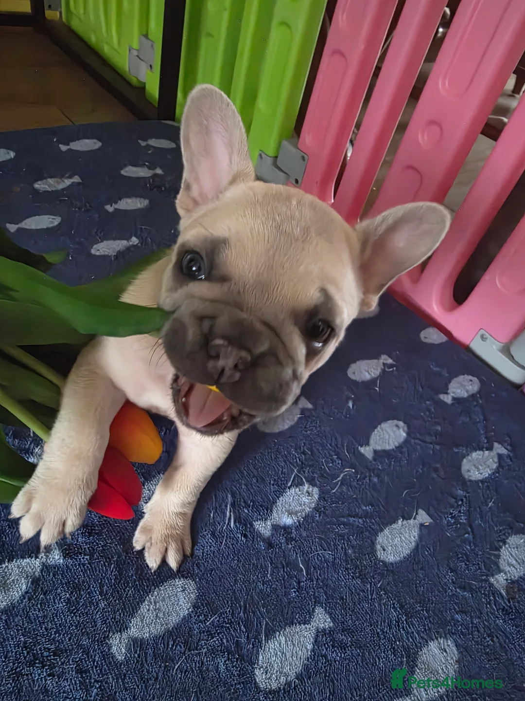French Bulldog dogs for sale: Beautiful Blue French bulldog  - Advert 9