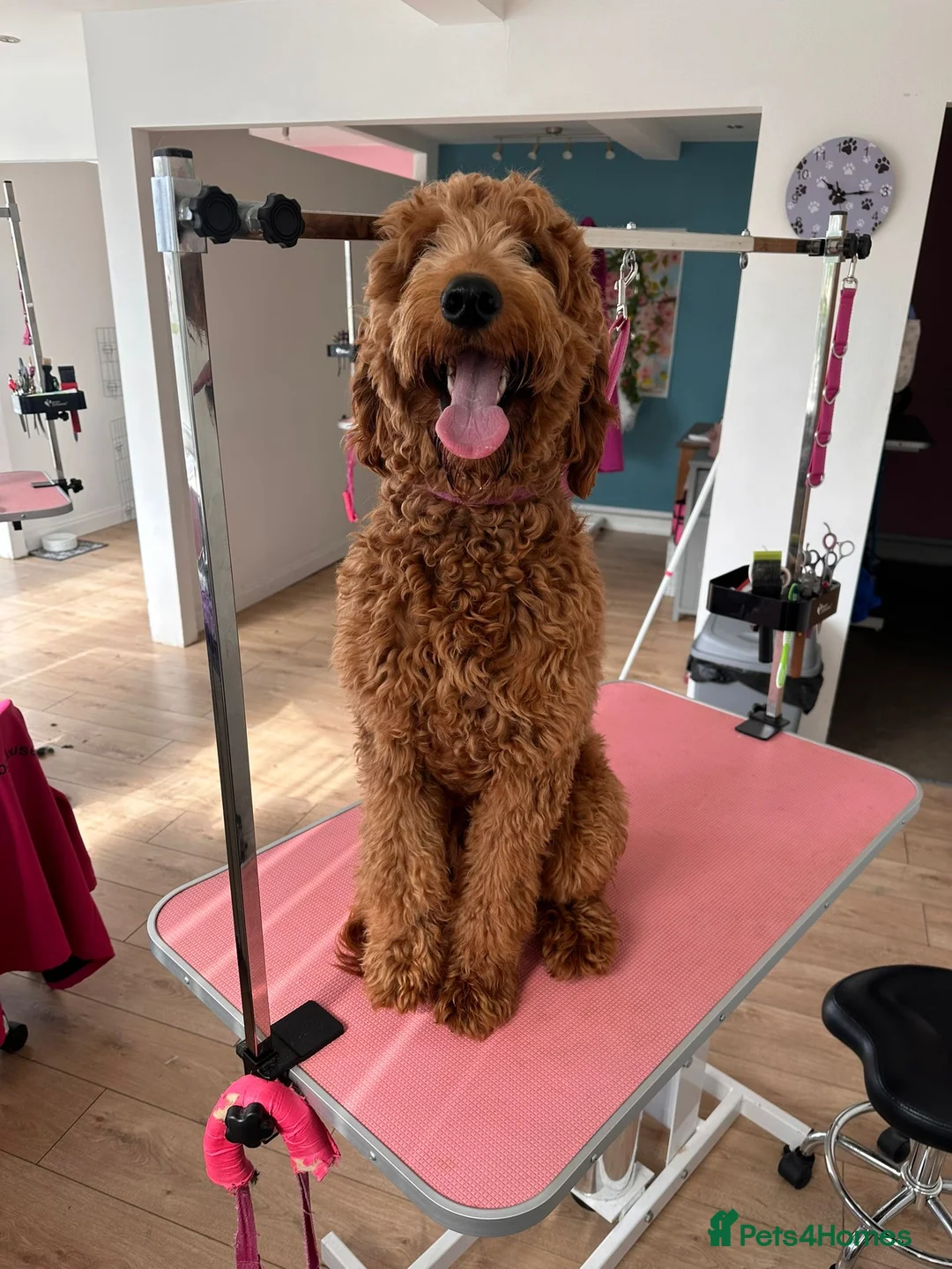 Irish Doodle dogs for stud: BARRY in Chesterfield - Advert 2