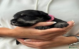 Miniature Schnauzer dogs for sale: Superb mini schnauzer, extensively health tested - Image 16