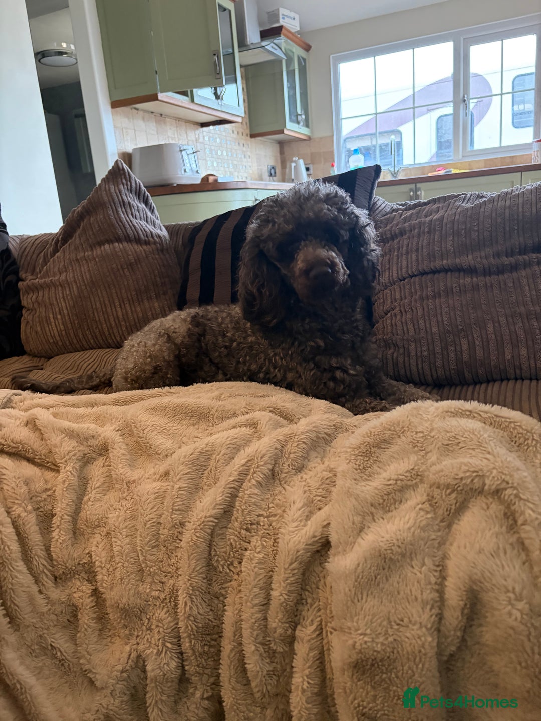 Cockapoo dogs for sale: Beautiful litter of Cockapoo puppies F1 - Advert 27