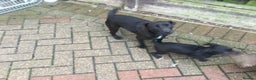 Mixed Breed dogs for sale: 3/4 Patterdale 1/4 Beddlington Pups for sale - Advert 1