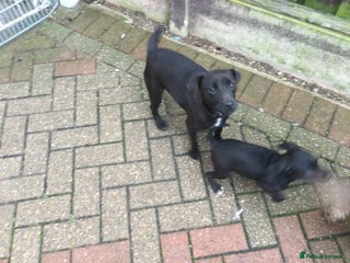 Mixed Breed dogs 3/4 Patterdale 1/4 Beddlington Pups for sale - Advert 2