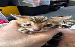 Bengal cats for sale: Bengal kittens Pure just born - Image 15