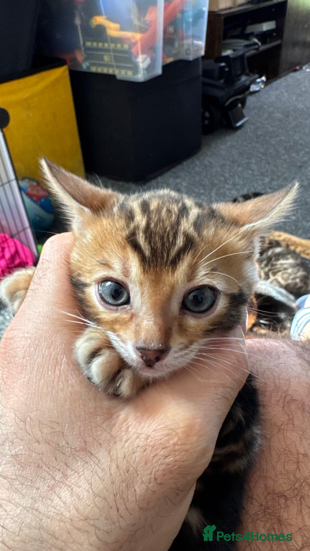 Bengal cats for sale: Bengal kittens Pure just born - Image 15