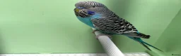 Budgerigars birds for sale: Black face with black wing split bf/bw pair  - Advert 8