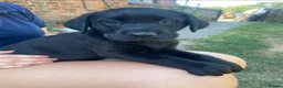 Labrador Retriever dogs for sale: Beautiful Chunky Labrador Puppies  - Advert 7