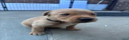 Labrador Retriever dogs for sale: KC REGISTERED FOX RED LABRADOR PUPPIES  - Advert 13