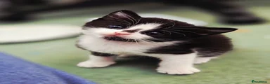Obi