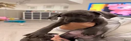 Cane Corso dogs for sale: 5* cane corsos for sale !!  - Advert 18