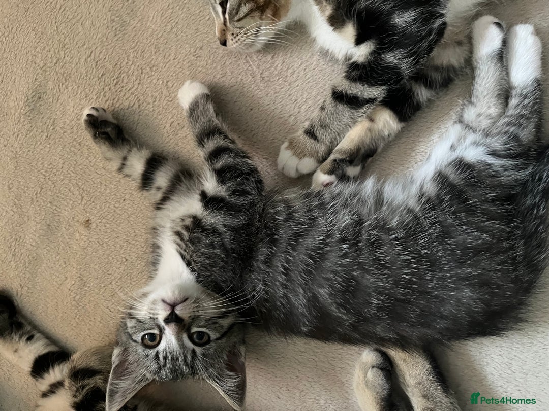 Maine Coon cats for sale: Adorable Kittens - Image 14