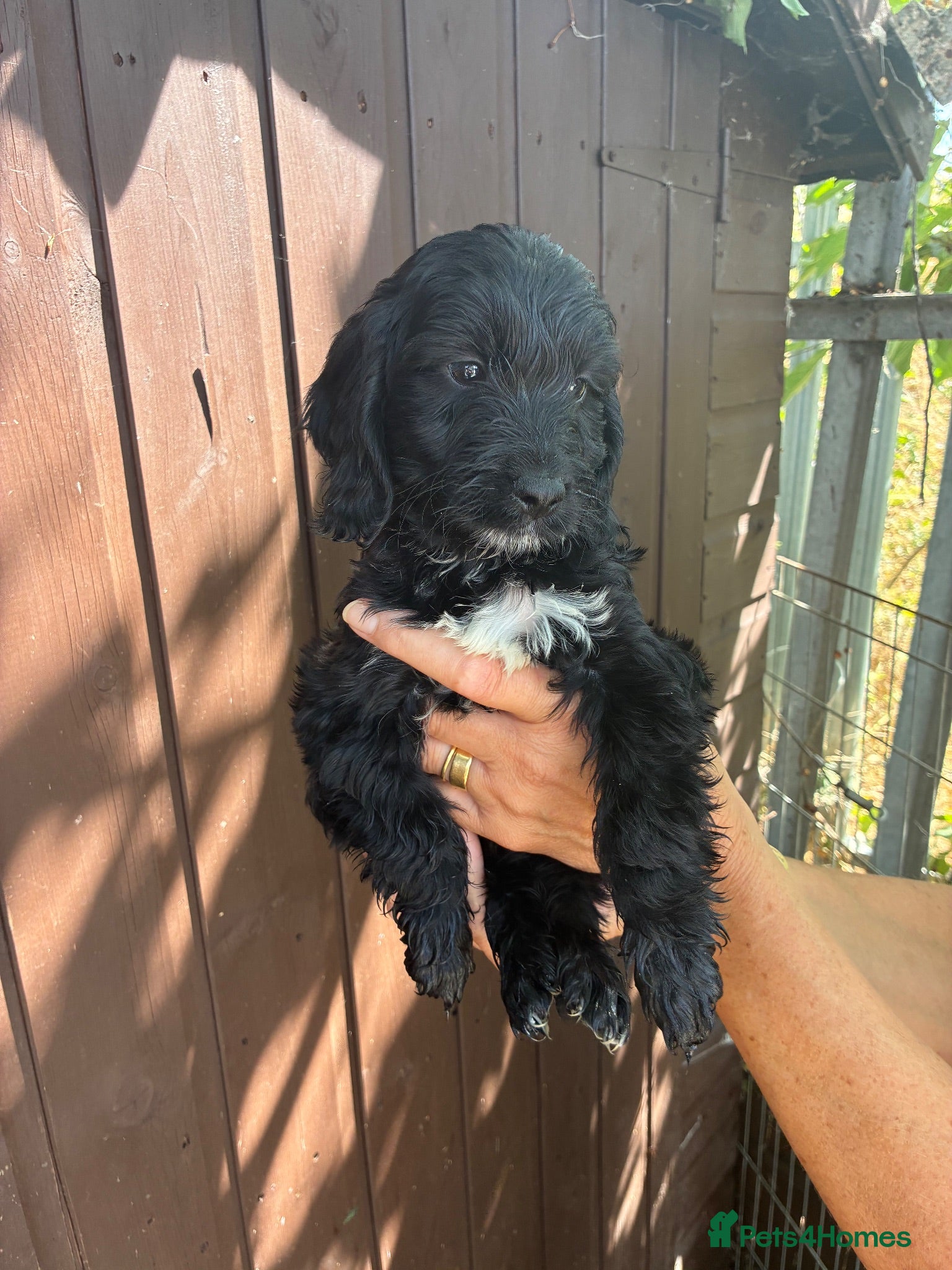 Cockapoo dogs Cockapoo puppies for sale  - Advert 2