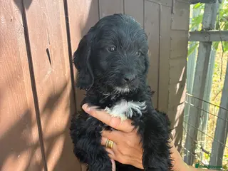 Cockapoo dogs Cockapoo puppies for sale - Advert 1