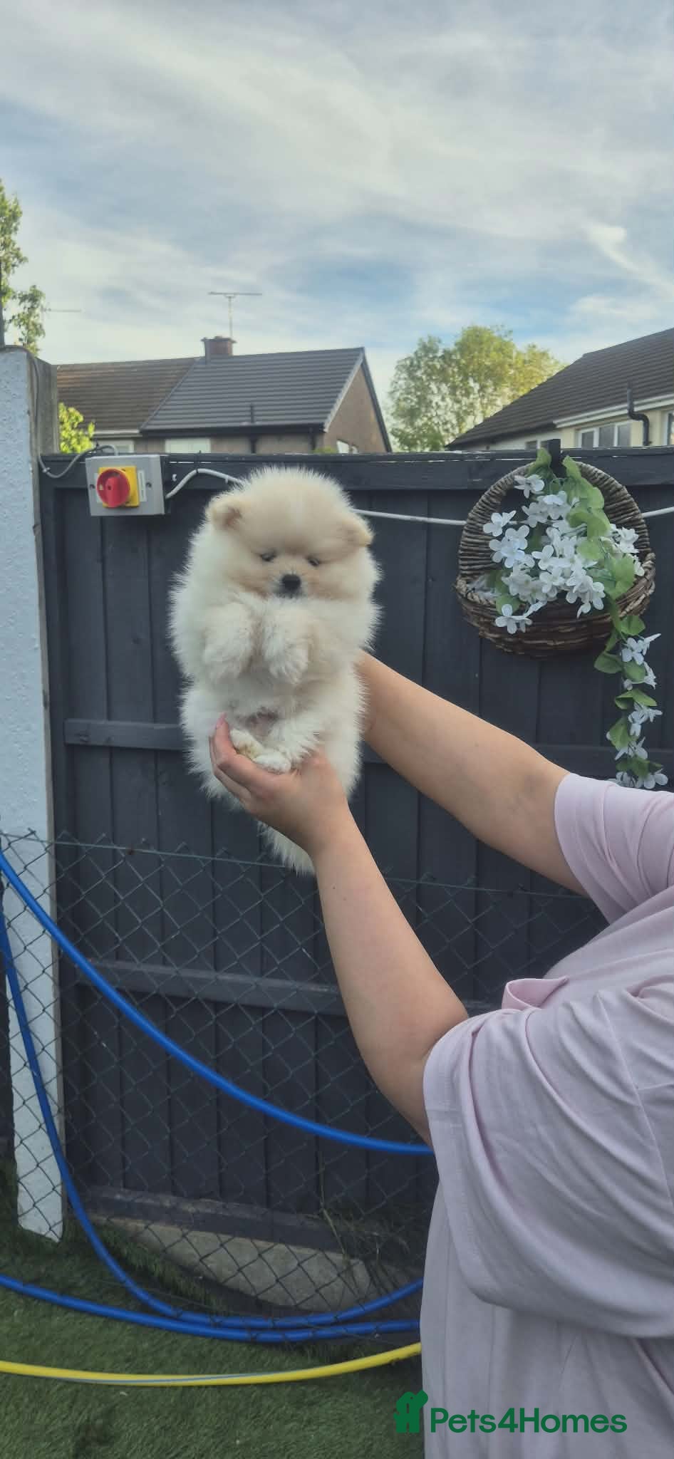 Pomeranian dogs Pomeranian male puppies - Teddy bear  - Advert 4