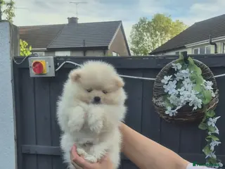 Pomeranian dogs Pomeranian male puppies - Teddy bear - Advert 1