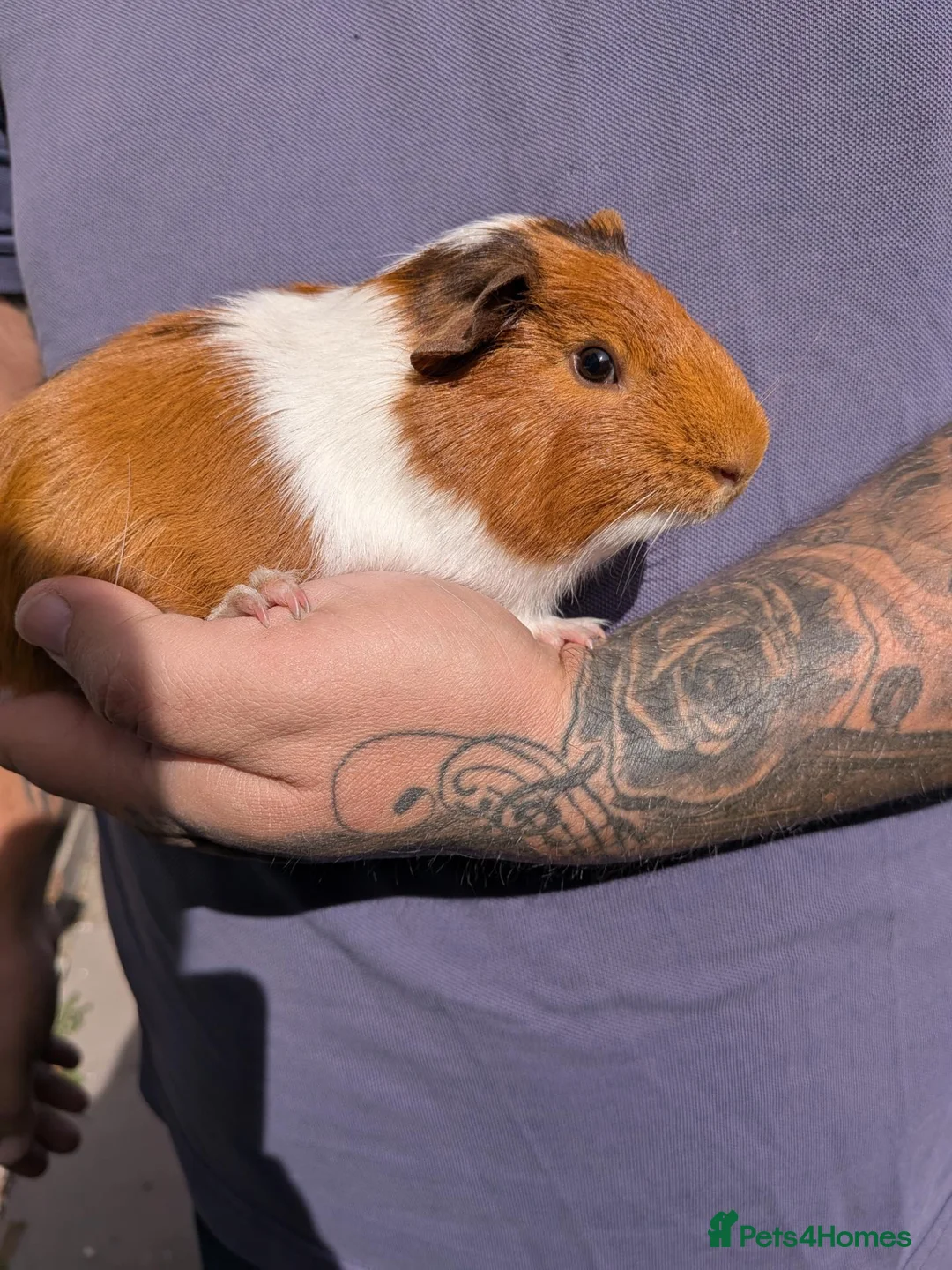 Guinea Pig rodents for sale: ❤️2 beautiful guinea pigs for sale with indoorcage - Advert 6