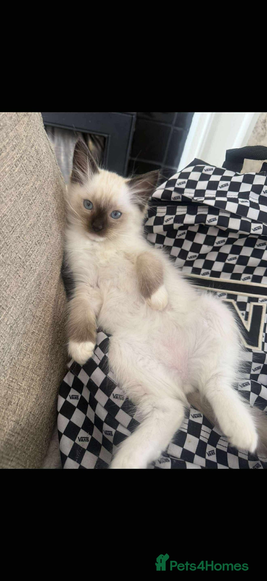 Ragdoll cats for sale: Ragdoll kittens - Image 4
