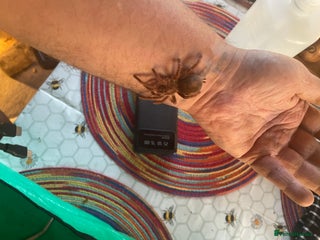 Tarantulas invertebrates - Advert 1