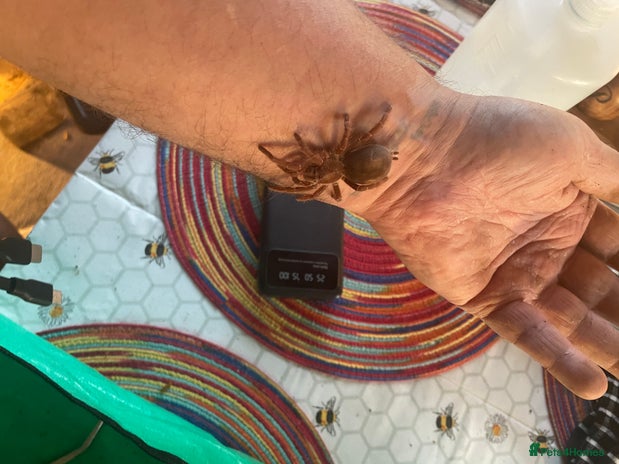 Tarantulas invertebrates - Advert 1