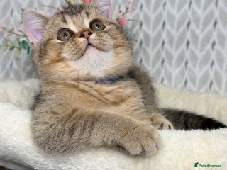 British Shorthair cats British shorthair Golden kittens TICA - Advert 18