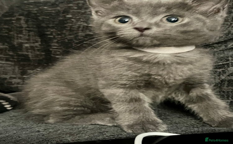 Nebelung cats - Advert 1