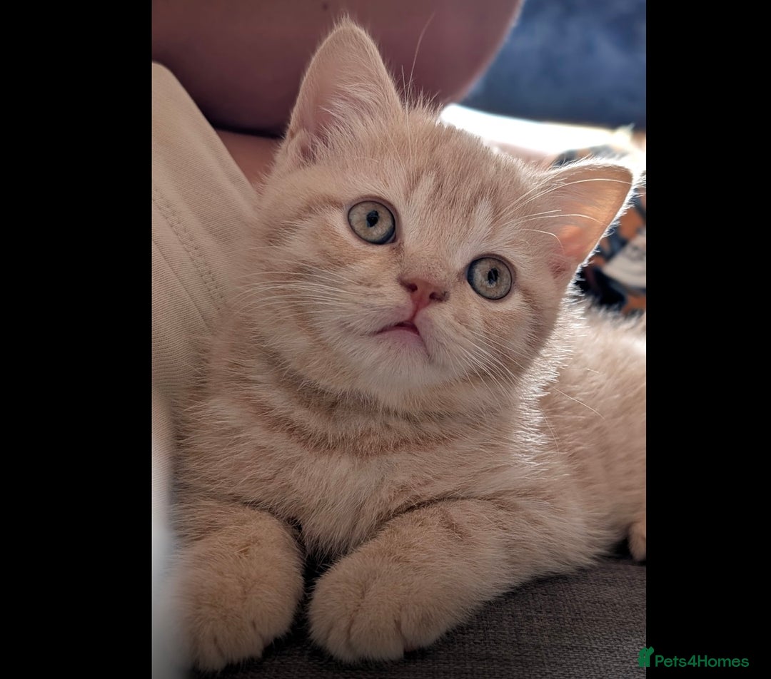 British Shorthair cats for sale: 3 beautiful pedigree British shorthair boys.  - Image 15