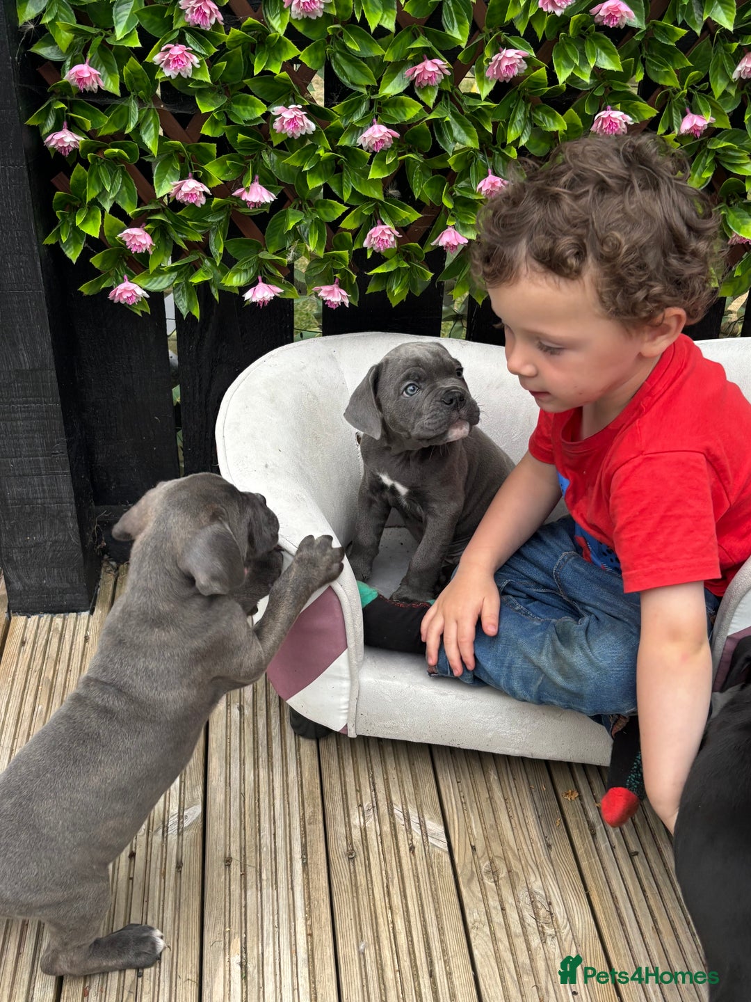 Mixed Breed dogs for sale: canó corso cross british bulldog stunning colours  - Image 28