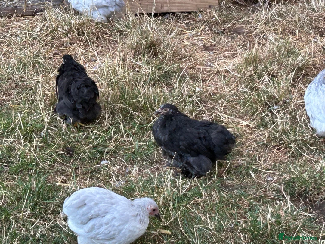 Chickens poultry for sale: French Moran/pekin bantam  - Advert 2