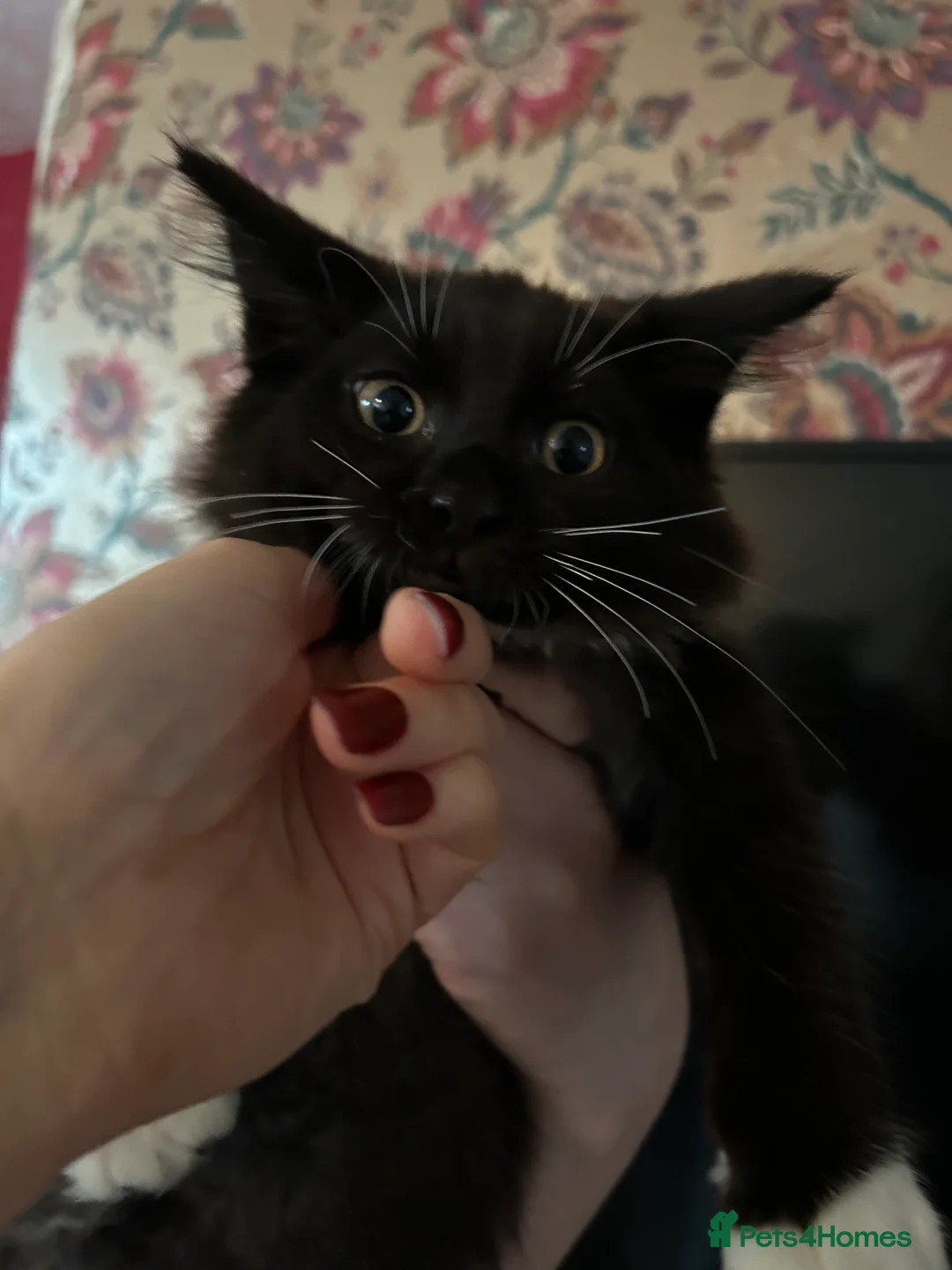 Maine Coon cats for sale: Maine coon cross - Advert 3