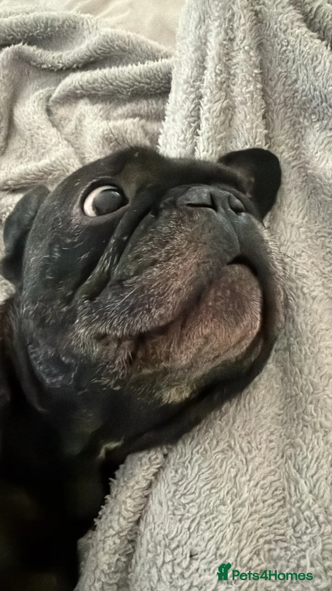 French Bulldog dogs for sale: New home for my baby  - Advert 8