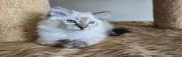 Ragdoll cats for sale: Gorgeous seal tabby male Ragdoll kittens  - Advert 12